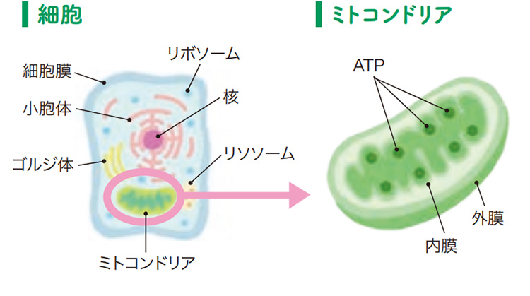 細胞とミトコンドリアの構造