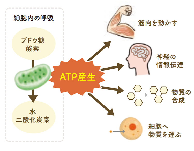 ATP産生の仕組み