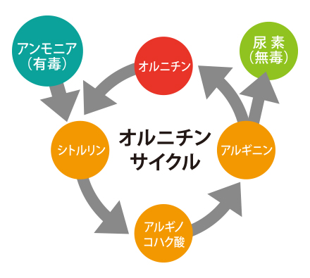 オルニチンサイクルの図