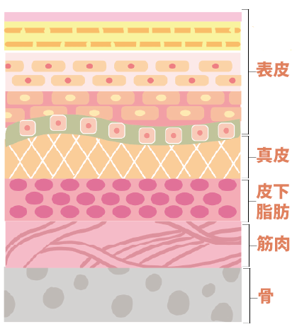 皮膚とその下の構造