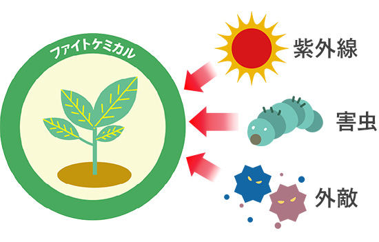 ファイトケミカル