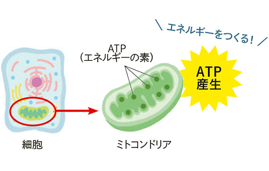 ミトコンドリアを活性化