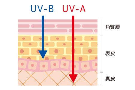 紫外線量（UV-A、UV-B）月別値
