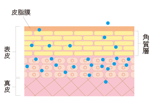 肌断面図