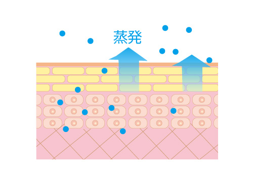唇断面図