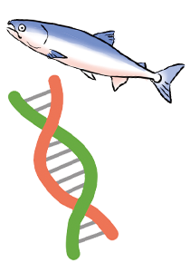 サケとDNA